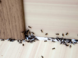 Pokiaľ máte v domácnosti mravce, zbystrite pozornosť