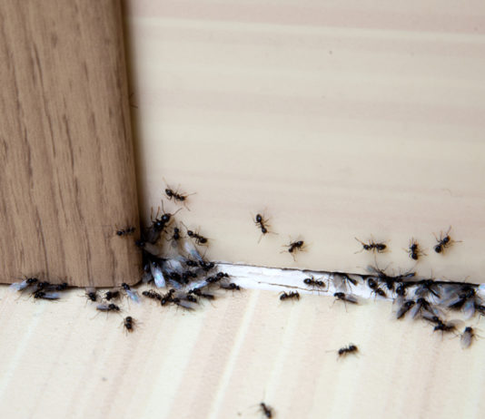 Pokiaľ máte v domácnosti mravce, zbystrite pozornosť